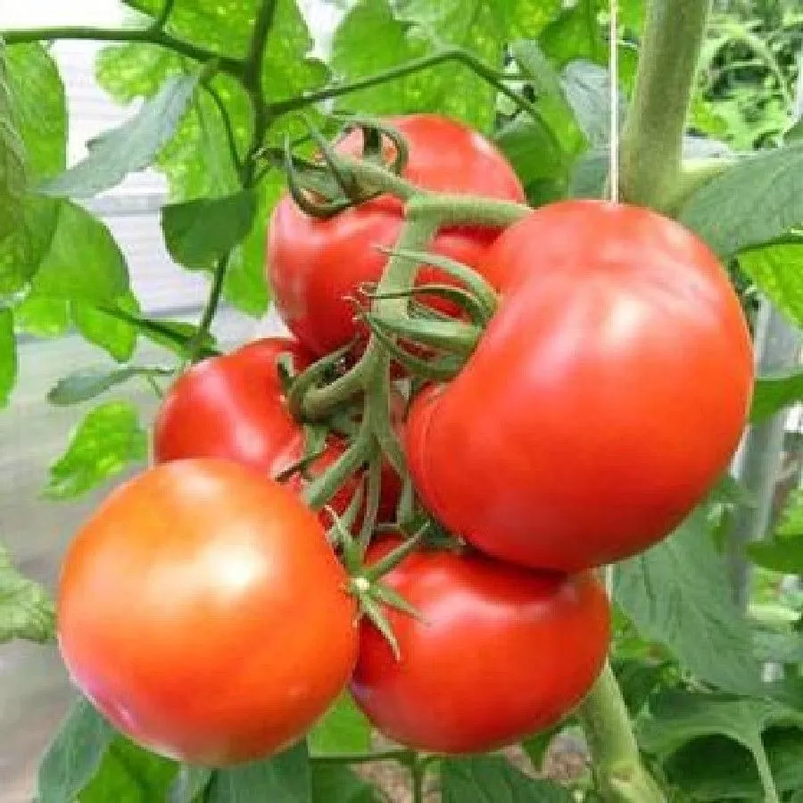 New Yorker Tomato Seeds Heirloom Organic Bulk Wholesale - £2.71 GBP