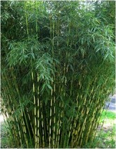 Must‑Have 30 Pingwu Bamboo Privacy Plant Garden Seed Screen Shade - $7.35