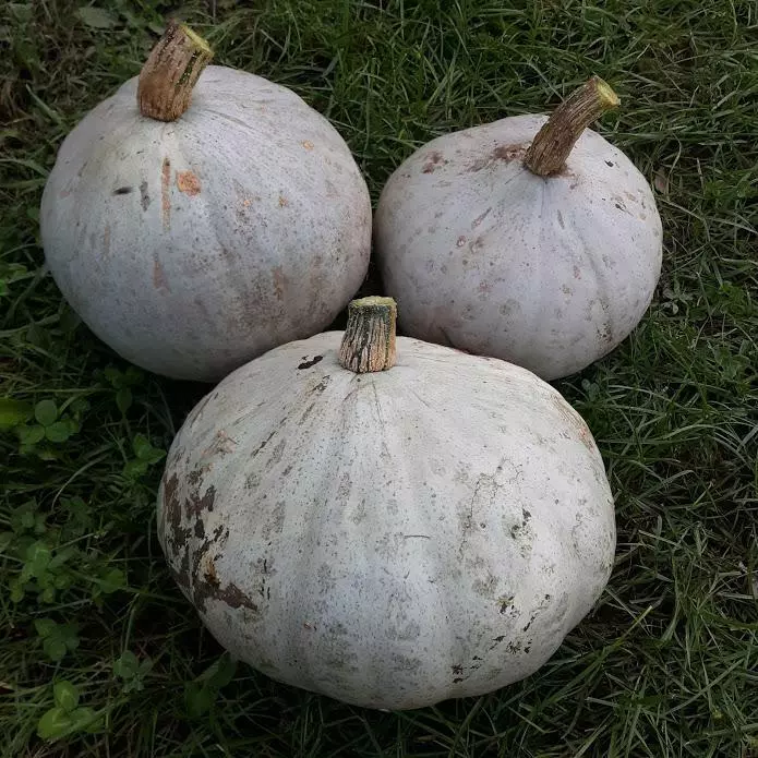 10 Pumpkin Pie Sweet Meat Winter Squash Seeds NON-GMO - $4.39