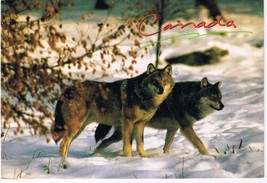 Animal Postcard Canada Timber Wolf - $2.05