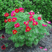 10 Seeds Paeonia Tenuifolia Fernleaf Peony Peony Flower Double Flowering Garden - $6.22