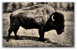 The Buffalo Ezra Meeker Oregon Trail Monument Expedition UNP DB Postcard G18 - £3.85 GBP