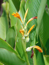 GIB Canna jaegeriana | Orange Canna Lily | 10 Seeds - £19.98 GBP