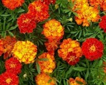 Marigold Seeds 100 Sparky Mix Flower Garden Annuals Orange Yellow Fast S... - £7.20 GBP