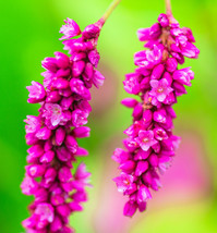 Seeds 10 KISS ME OVER THE GARDEN GATE Polygonum Orientale Persicaria Pin... - $28.00