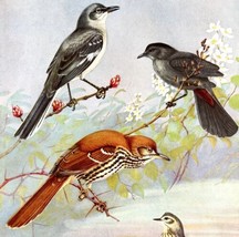 Mockingbird Thrasher Catbird 1955 Plate Print Birds Of America Nature Art DWEE32 - £23.59 GBP