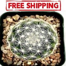 Mammillaria candida (Snowball Cushion Cactus)   2, 3.5 or 6 Inch Pot - £7.95 GBP+