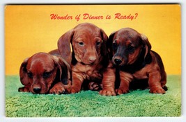 Dachshund Puppy Dogs Vintage Postcard Chrome Cute Animals Is Dinner Ready Unused - £7.86 GBP