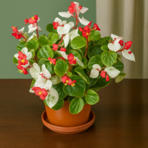 25+ Calla Lily Begonia Seeds | Exotic Ornamental Flowering Plant - $16.50