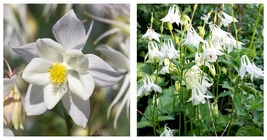 70 seeds White Columbines Aquilegia Seeds Balcony Bonsai Plant Flowers Seeds - £14.15 GBP