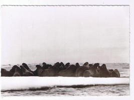 Nunavut Canada Laminated Postcard RPPC Eskimo Walrus On Ice Pan - $2.96