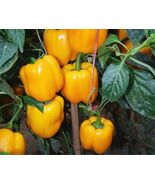 Heirloom Yellow Bell Pepper Seeds 30+ | Organic Non-GMO High Yield Sweet... - $4.59