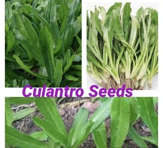 500 Seeds Culantro Seeds For Planting USA Garden - £10.43 GBP