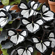 Moonlight butterfly begonia dark blue white thumb200