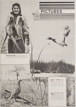 1942 Magazine Photos Pictures of Wild Game Animals Pheasants,Black Bear,... - $20.68