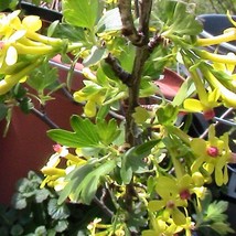 US Seller 20 Gold Flowering Black Currant Seeds Ornamental Flowers &amp; Berries - £11.84 GBP