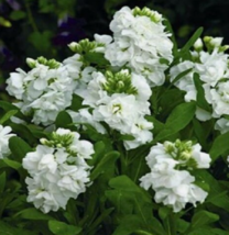50 Pc Seeds White Night Scented Stock Flower, Matthiola Seeds for Planting | RK - £11.62 GBP