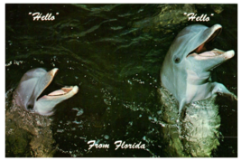 Friendly porpoises at the Miami Seaquarium Florida Postcard Posted Posted 1968 - £5.27 GBP