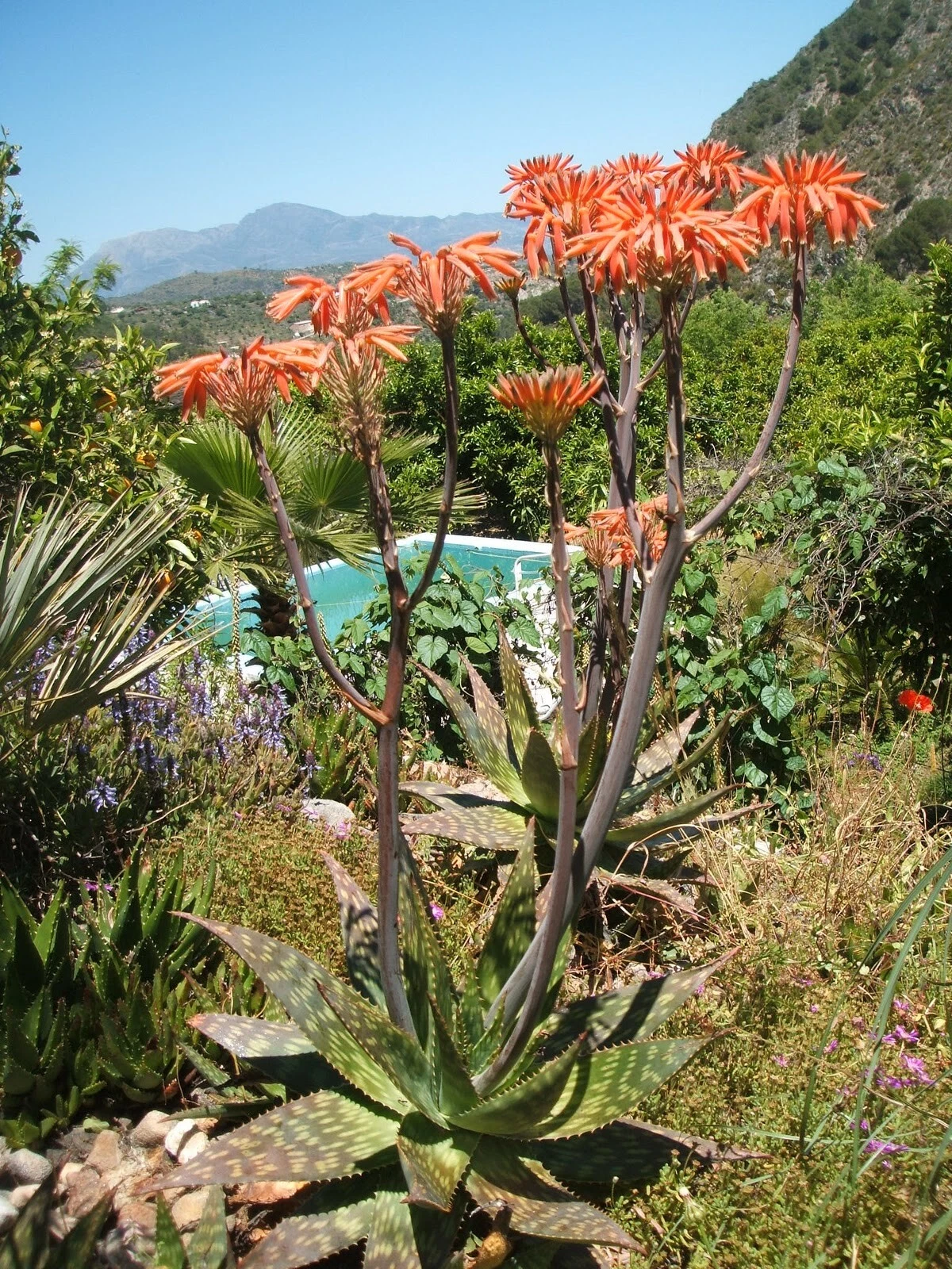 Aloe saponaria HARDY SOAP ALOE Exotic SEEDS! - $16.42