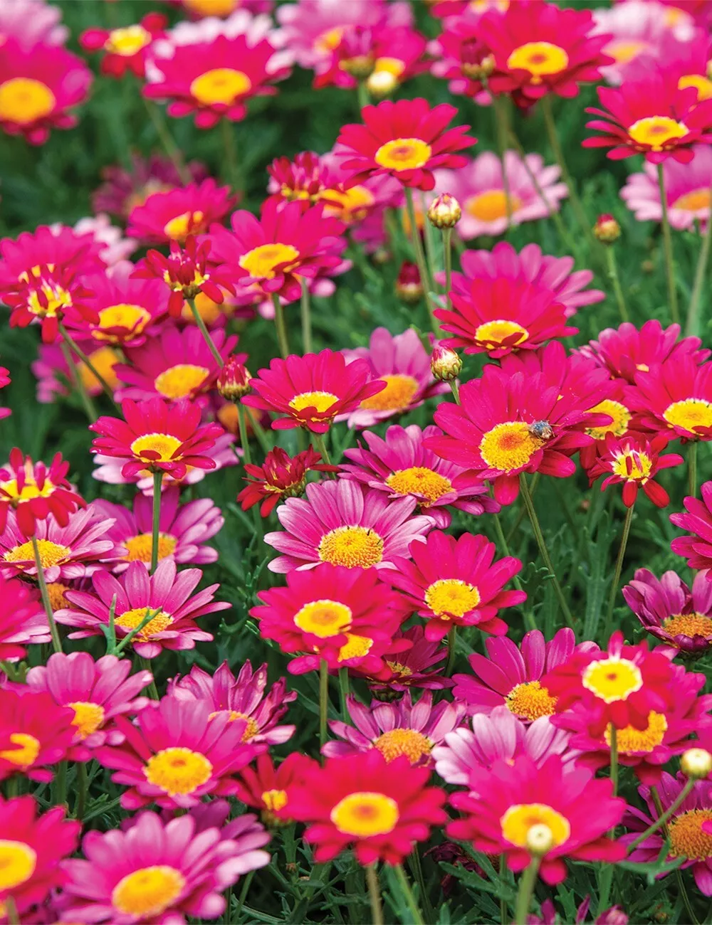 Bright Pink Marguerite Daisy Seeds for Garden - USA 200+ Seeds - $7.00