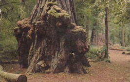 Animal Tree Big Basin Redwoods State Park California CA 1953 Postcard D51 - £2.35 GBP