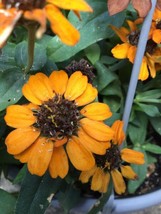 Orange Daisy Zinnias Annual Flower 100 Seeds Garden Beautiful USA Seller - $8.97