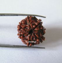 Sieben 7 Mukhi Face Rudraksha Hindu Pooja Gebet Yoga Energiet - £7.58 GBP