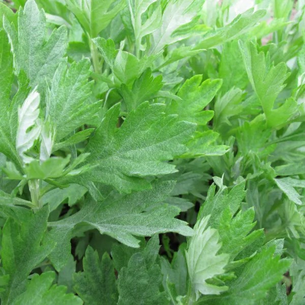 Mugwort Seeds 300+ Artemisia Vulgaris Medicinal Herb Heirloom Usa Fresh Garden - £6.05 GBP