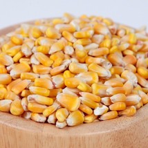 Corn Kernels - Yellow - $173.03