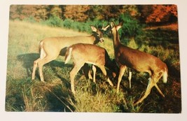 VINTAGE Deer Park Jamestown, PA Postcard - Little Dears Send Greetings P2911 - £3.90 GBP