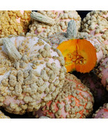 Galeux d&#39;Eysines Winter Squash Seeds, Peanut Pumkin, NON-GMO, FREE SHIPPING - $30.67 MXN+