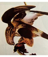 Rough Legged Hawk Bird Print 1946 Color Art John James Audubon Nature DWV2E - $39.99