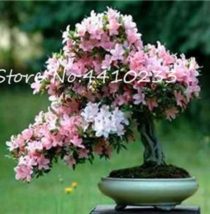 New Fresh Bonsai Rhododendron Flower Easy To Grow Azalea Bonsai Family &amp; Garden  - $10.90