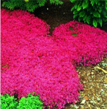 100 pcs Creeping Thyme Seeds Rock CRESS Ground Cover Flower - Rose Red Color FRE - £6.67 GBP