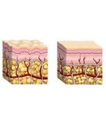 Collagen Powder 15 gm Hydrolyzed Bovine Protein Firm Bone 100% Diy Ingre... - $12.99