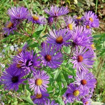 Fresh 201+New England Aster Seeds Perennial Native Wildflower Summer Fall Flower - $6.50