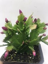 4” pot live plant Red Christmas Thanksgiving Cactus Schlumbergera - £32.65 GBP