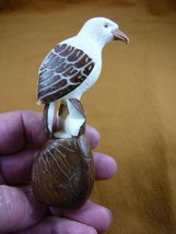 (TNE-BIR-KI-275) adult Kingfisher bird TAGUA NUT figure carving love lak... - $27.20