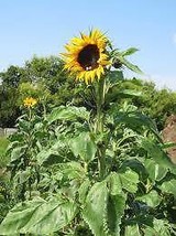 Sunflower, Mammoth Grey Stripe 100 Seeds Organic Newly Harvested, 8-12 Foot Tall - £3.98 GBP