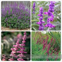 New Fresh Salvia Leucantha Imported Mexican Bush Sage Pink Flower Seeds Pack 30  - $3.73