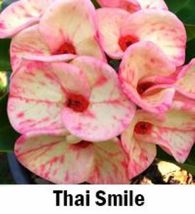 Best Thai Smile Crown Of Thorns-Euphorbia Milii Christ Plant Starter Plant - £22.77 GBP