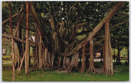 Vintage Lahaina Hawaii Banyan Tree Postcard Ficus Bengolensis Chrome Unp... - $13.38