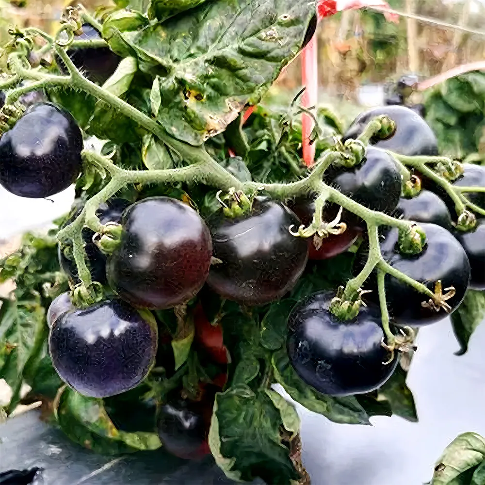 Unique Black Gem: 5 Bags (100 Seeds / Bag) of Dwarf Bonsai Black Pearl Tomatoes - £11.00 GBP