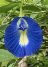 Butterfly Pea Blue Queen, 10 Seeds R - £14.66 GBP