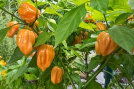 Fresh Garden Orange Habanero Pepper Seeds | Hot | Heirloom | Organic | Spicy | R - £7.56 GBP