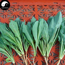 Isatidis Semente 200 pcs Plant Traditional Medicine Herb Isatis Tinctoria Grow I - £8.10 GBP