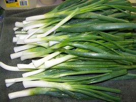 Spring onion - White Lisbon - 25+ seeds - CRISPY and TASTY R 044 - $4.39