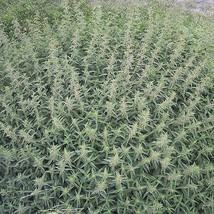 200 Stinging Nettle Urtica Dioica Aka Common California Or Bull Nettle Tread Sof - £11.61 GBP