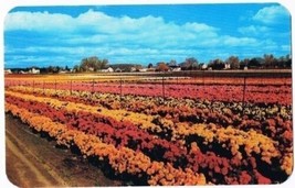 Newark New York Postcard Jackson &amp; Perkins Chrysanthemum Fields Bird Series - £1.68 GBP