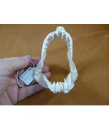 (SJ80-37) Rare 3-1/4&quot; wide CROCODILE SHARK jaw sharks Pseudocarcharias k... - $232.72 CAD